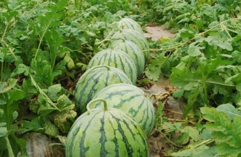 韩国体育圈 网红大瓜图片